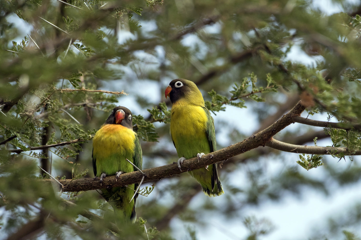 Masked Lovebirds, Tarangire NP