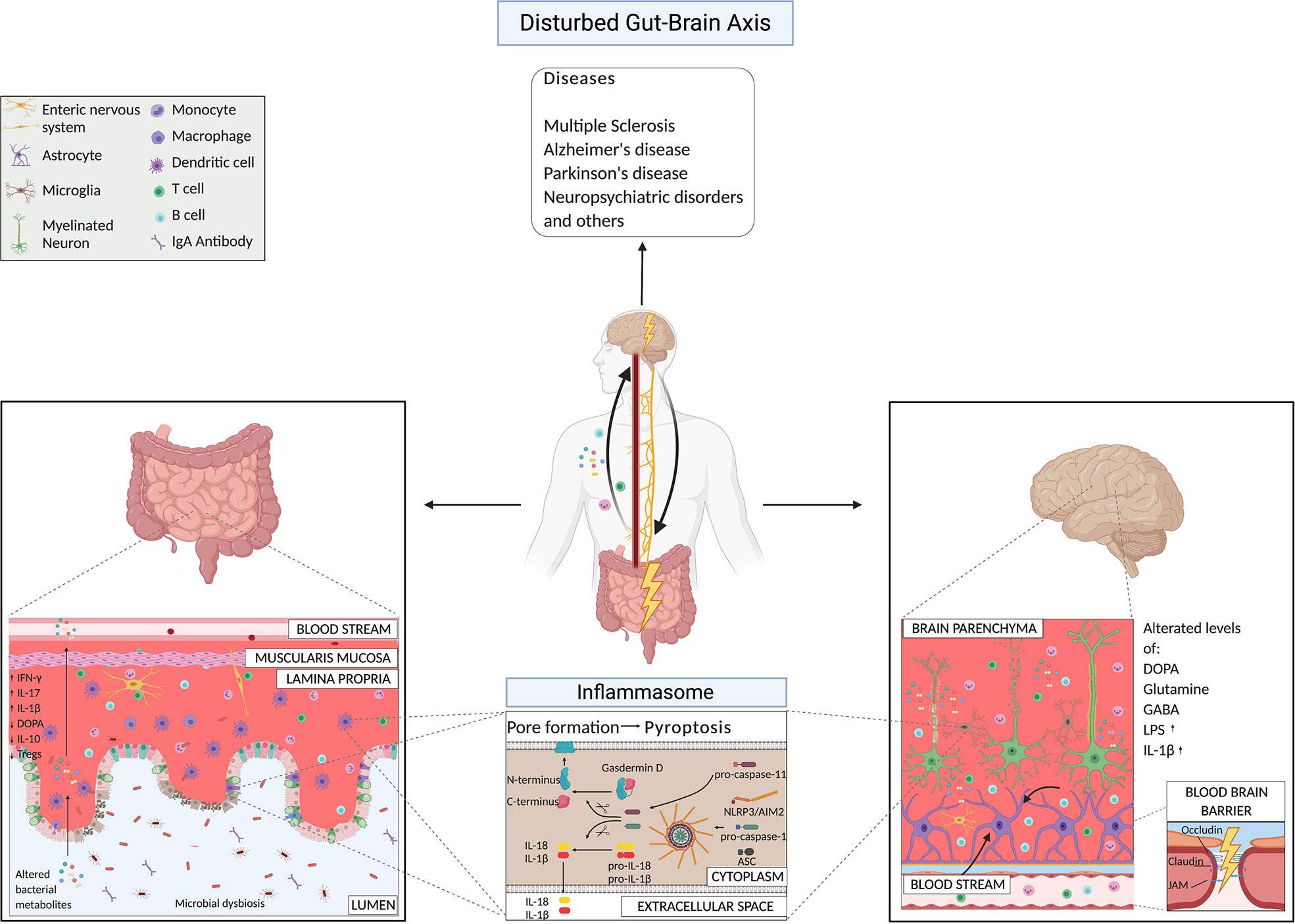 Il microbiota intestinale nell'autismo e nei disturbi dell'umore  Mangiola F, Ianiro G, Franceschi F, Fagiuoli S, Gasbarrini G, Gasbarrini A. Gut microbiota in autism and mood disorders. World J Gastroenterol 2016; 22(1): 361-368 [PMID: 26755882 DOI: 10.3