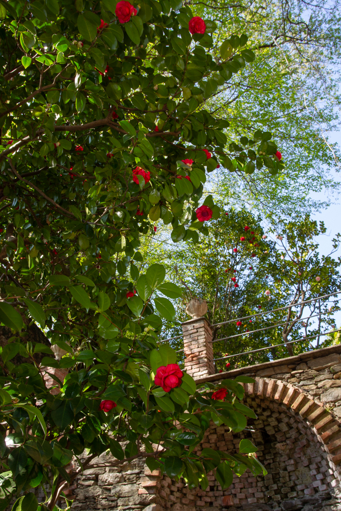 Fioritura di camellia japonica spp. - Villa Anelli - Oggebbio VB