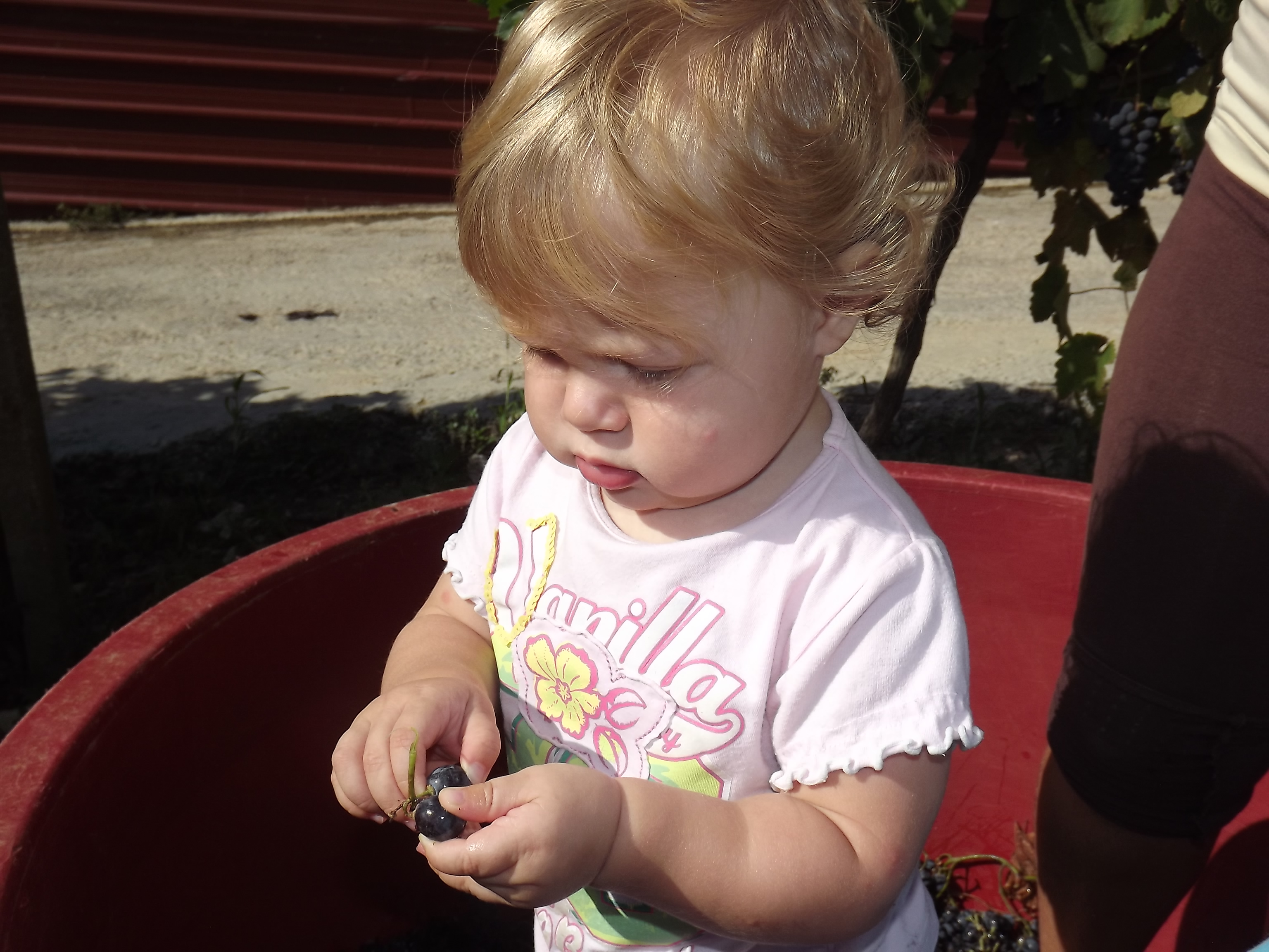 La piccola Aurora verifica ed assaggia le uve prima di essere pigiate