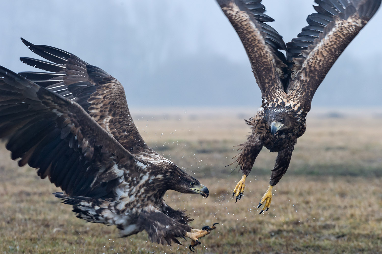White-tailed Eagles, Polonia, Poland