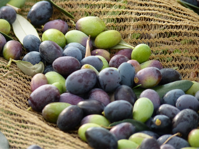 nos olives fraîchement cueillies