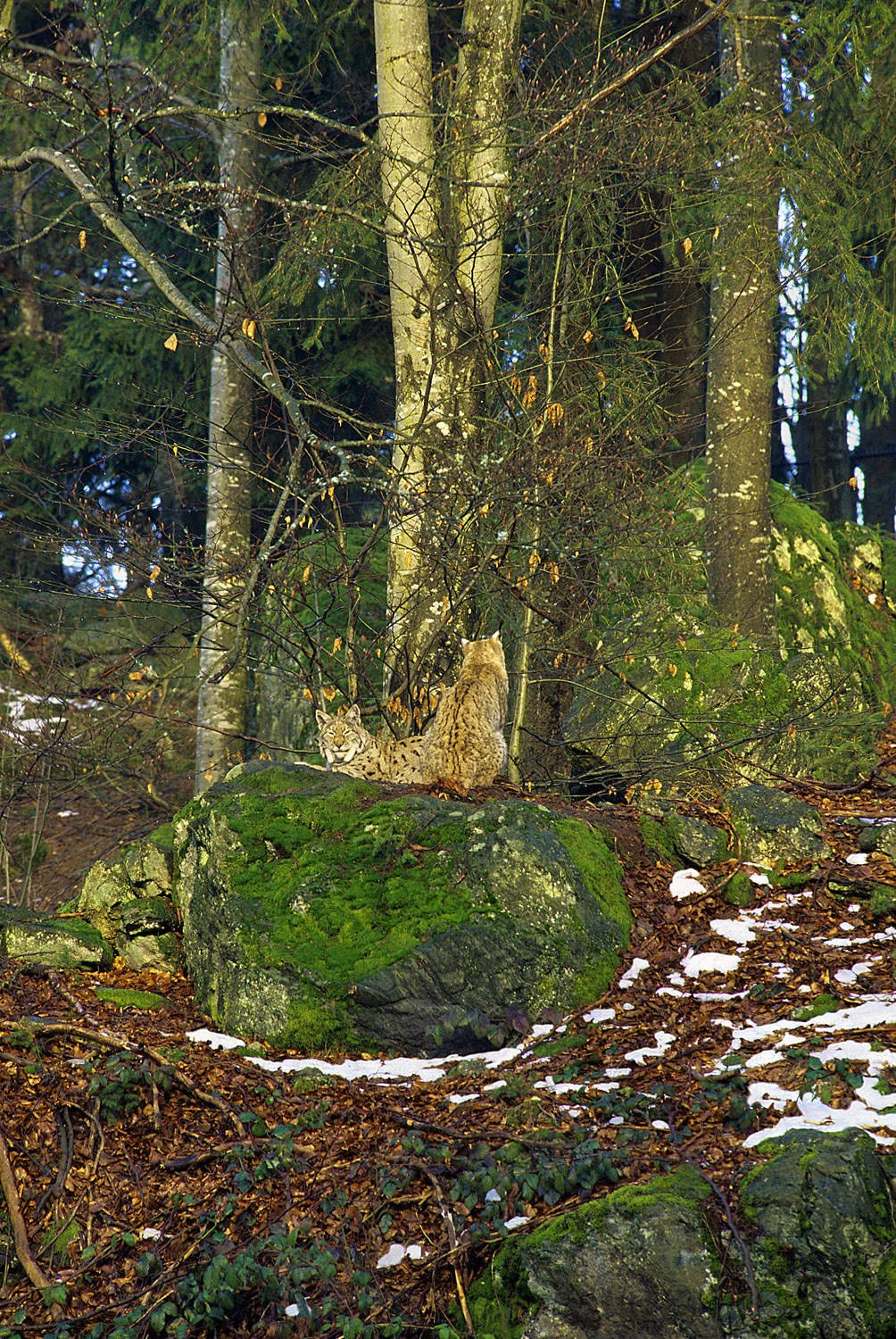 Bayerischerwald NP