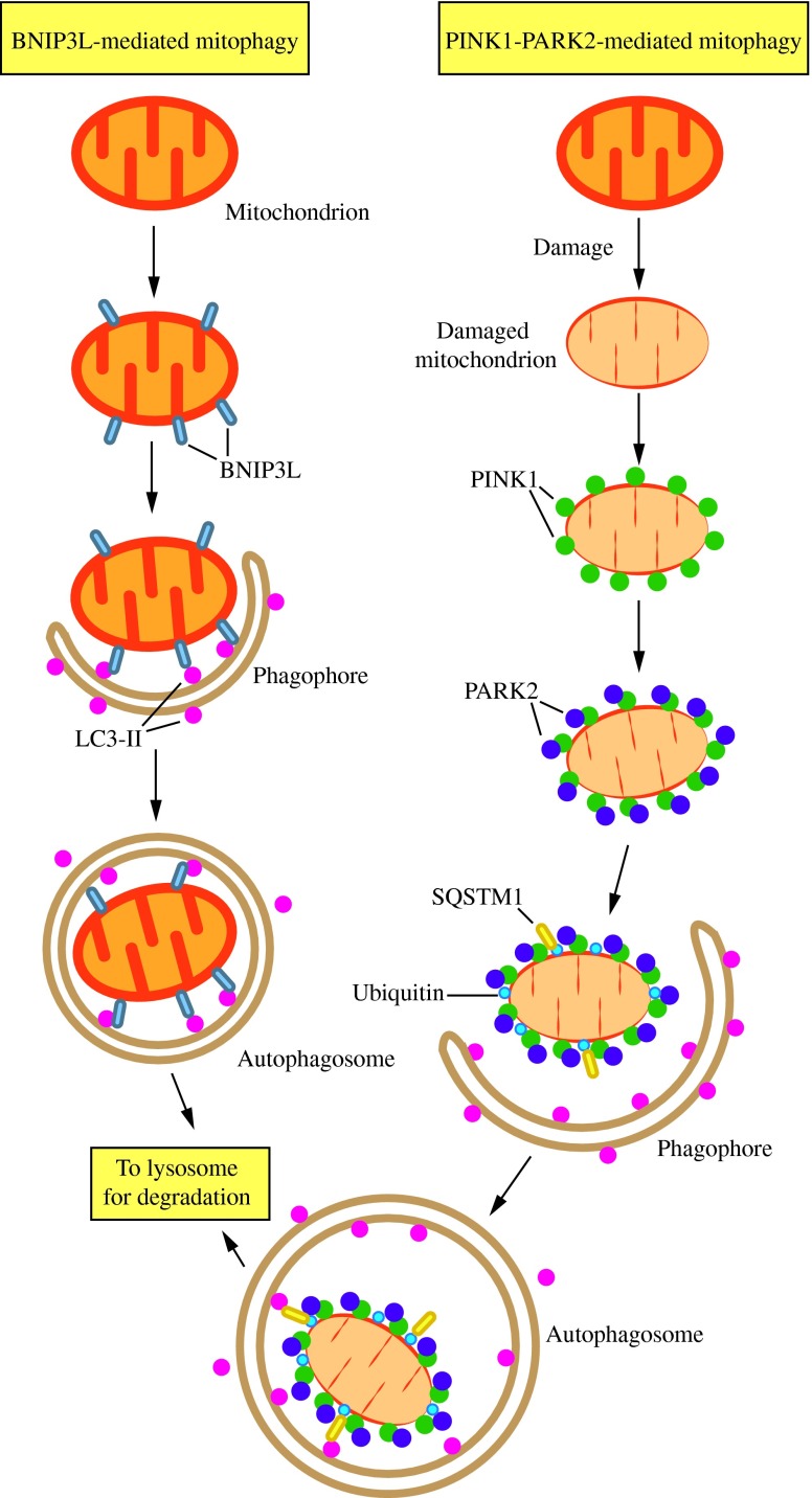 fig-8jpg