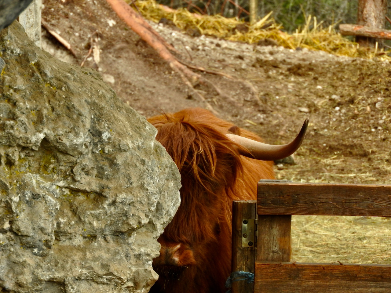 Diffidenza, mucca irlandese, Valli Giudicarie, Trentino, Italia