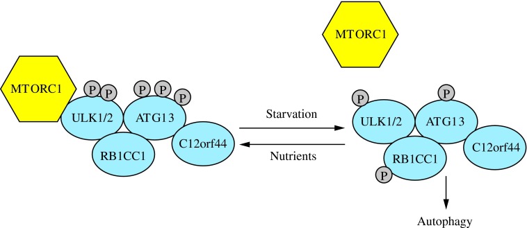 fig-3jpg