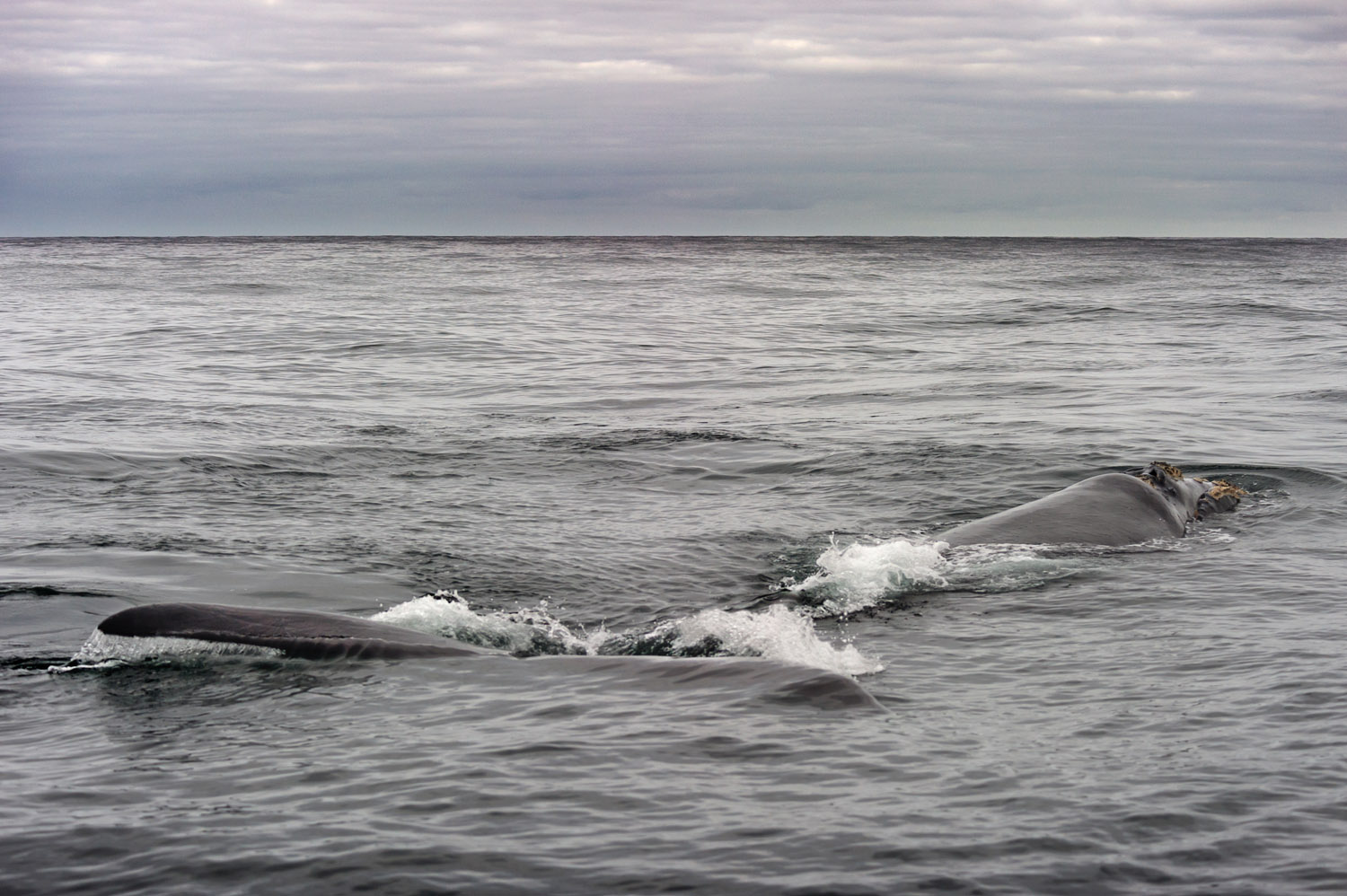 Southern Right Whale, Hermanos