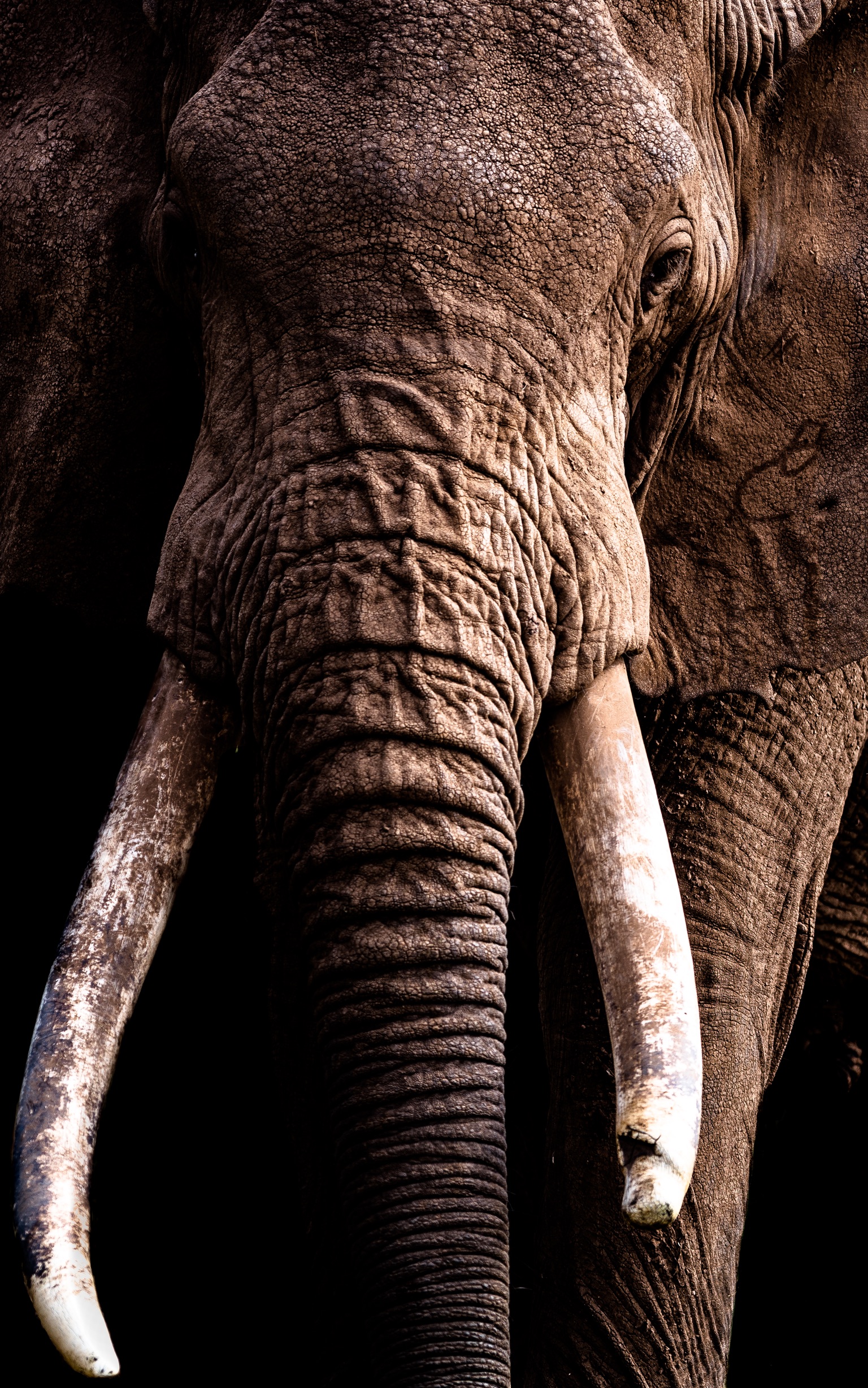 Ritratto di uno degli ultimi elefanti dalle grandi zanne, Amboseli 2018