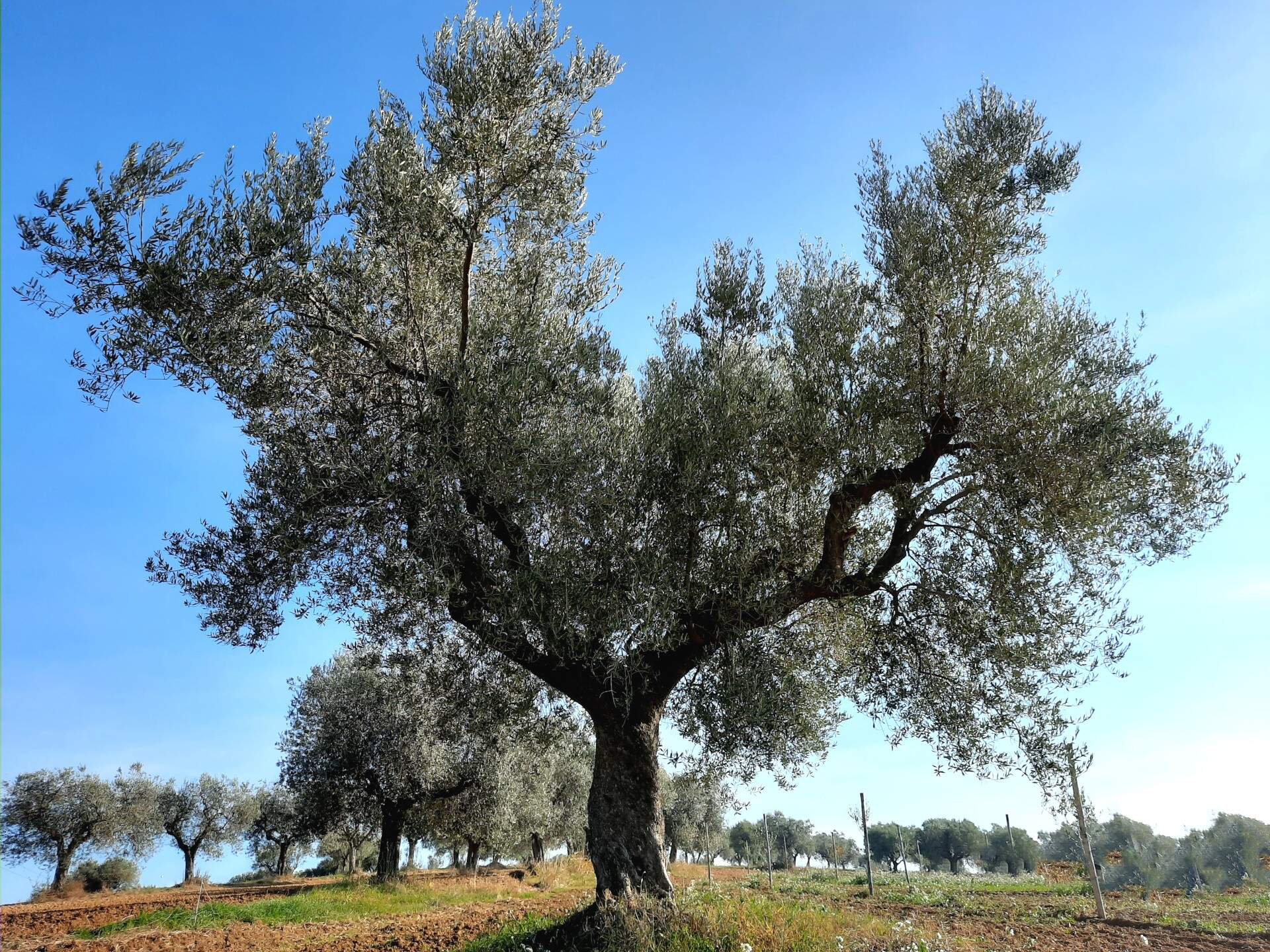 ulivo, varietà tortiglione, oliveto teramo
