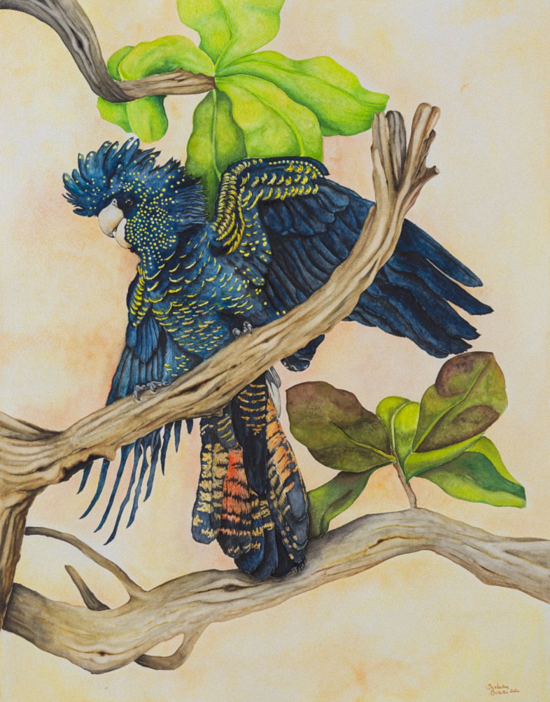 "Cacatua dalla coda rossa" - 2020 - watercolor, colored pencil and ink - cms. 50x70 - quotation € 800.00