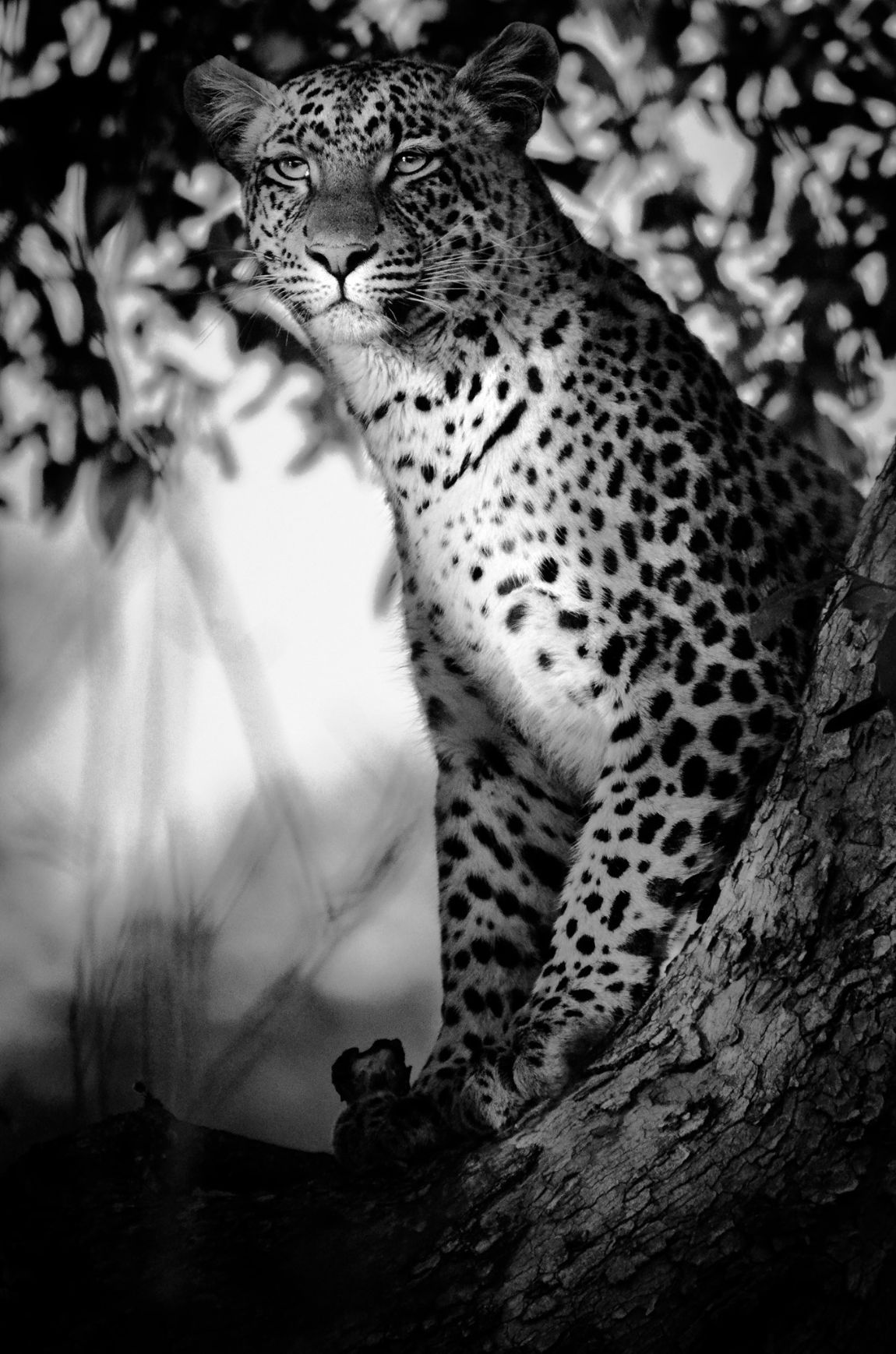 Leopardo - Panthera pardus - Delta di Okawango, Botswana. febraio 2