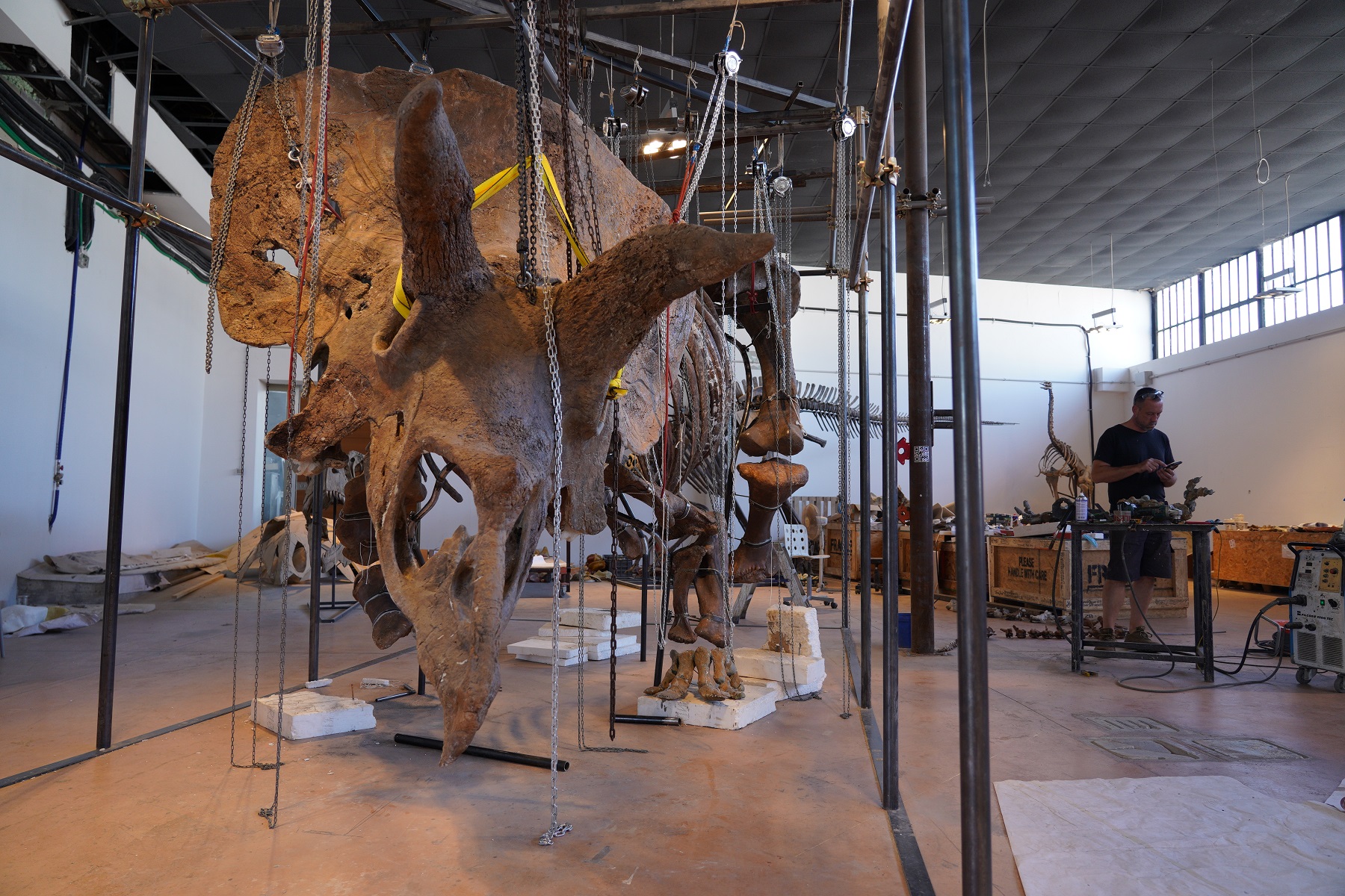 Big John,  in piazza a Trieste il triceratopo più famoso del mondo