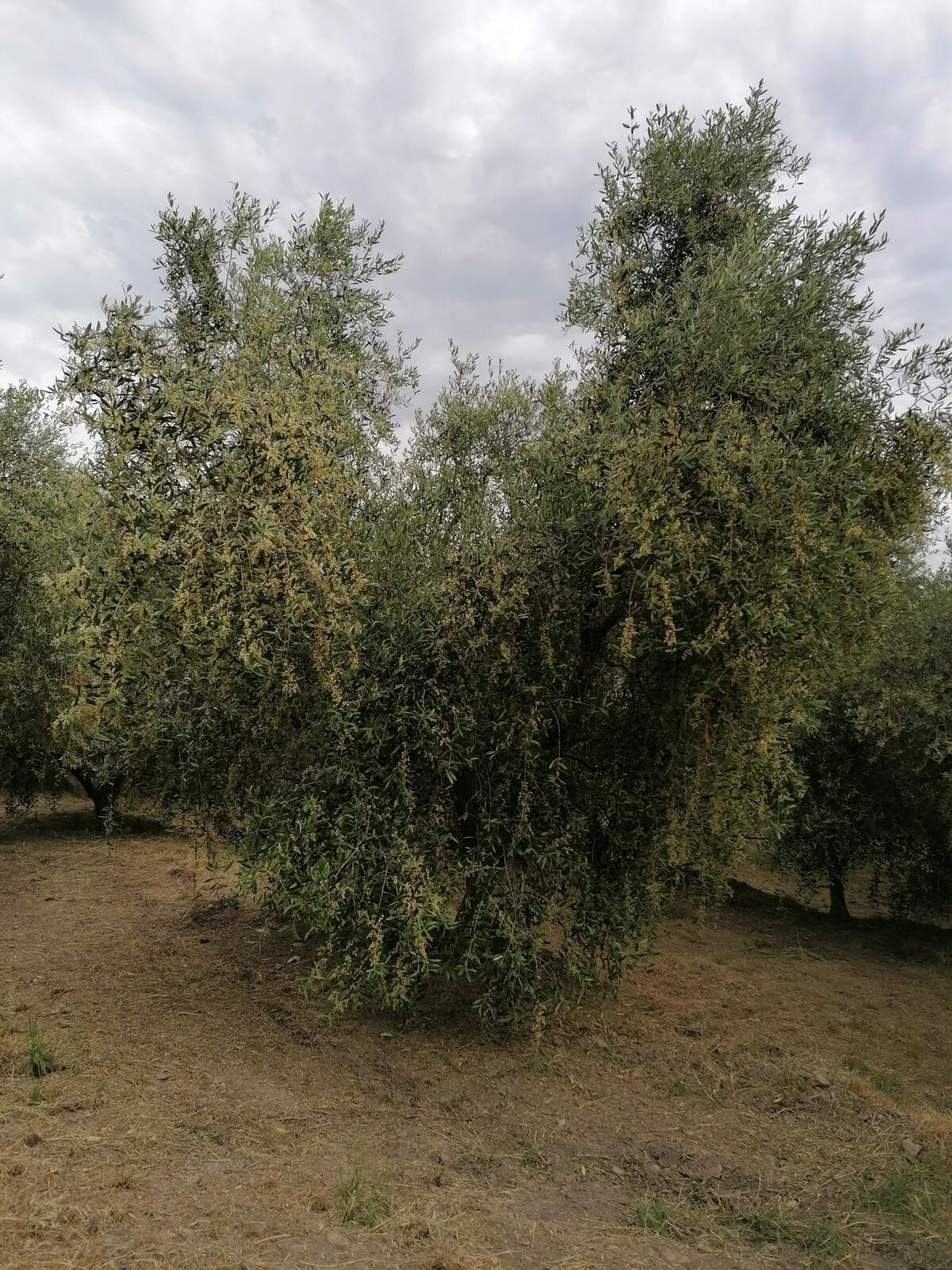 16 / 5.000 Risultati della traduzione The olive tree in bloom
