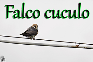 Falcocuculo-anteprimajpg