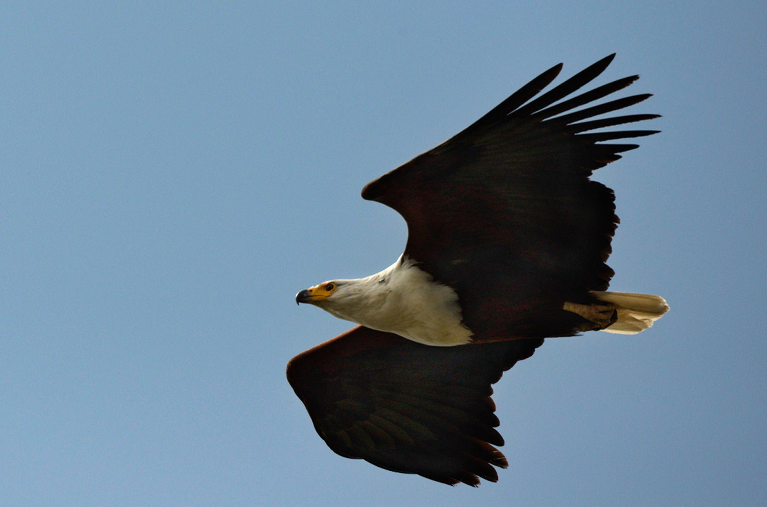 African Fish-eagle, lago Zway, lake Zway