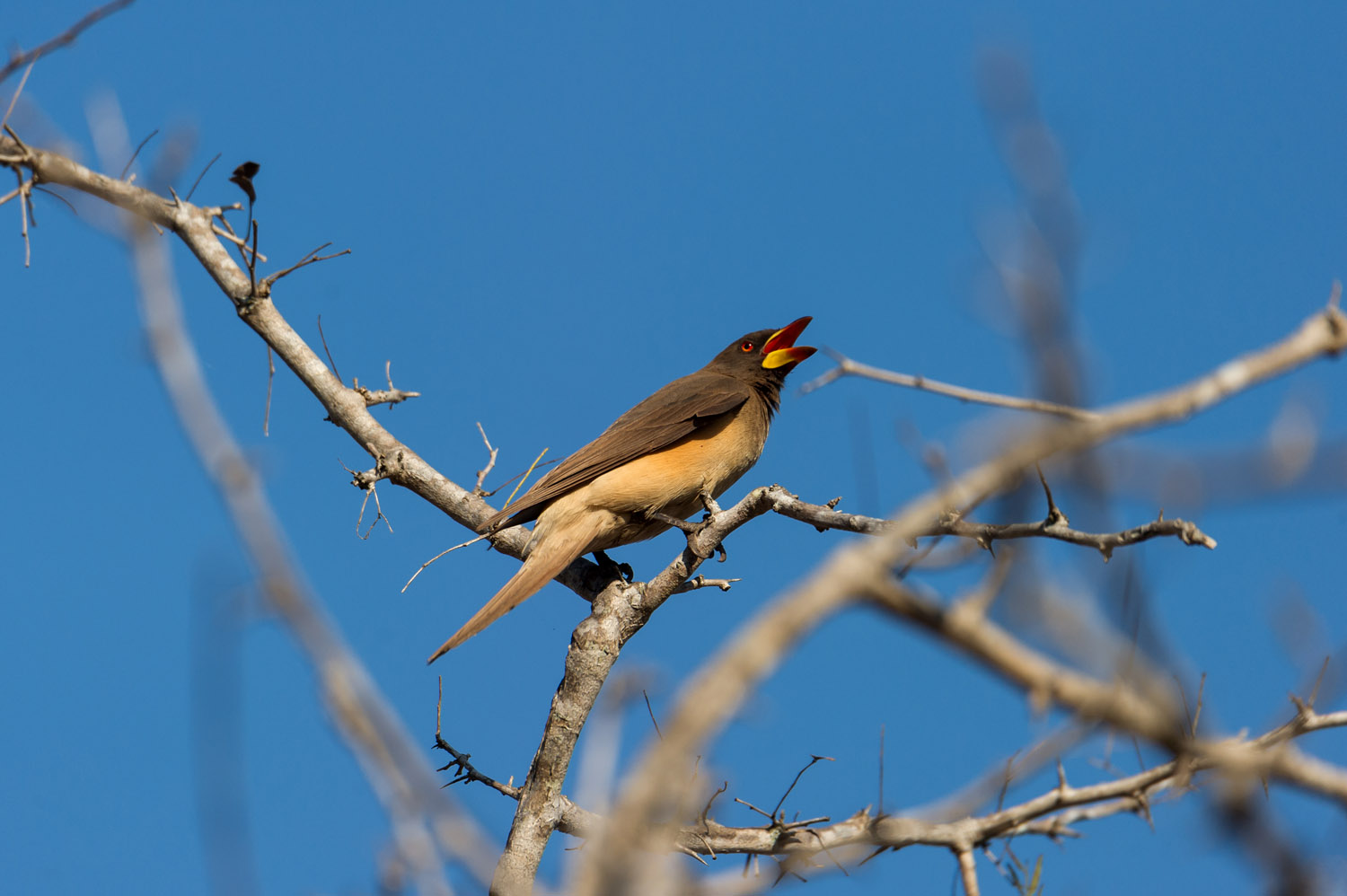 Yellow-billed Oxpecker, Kruger NP