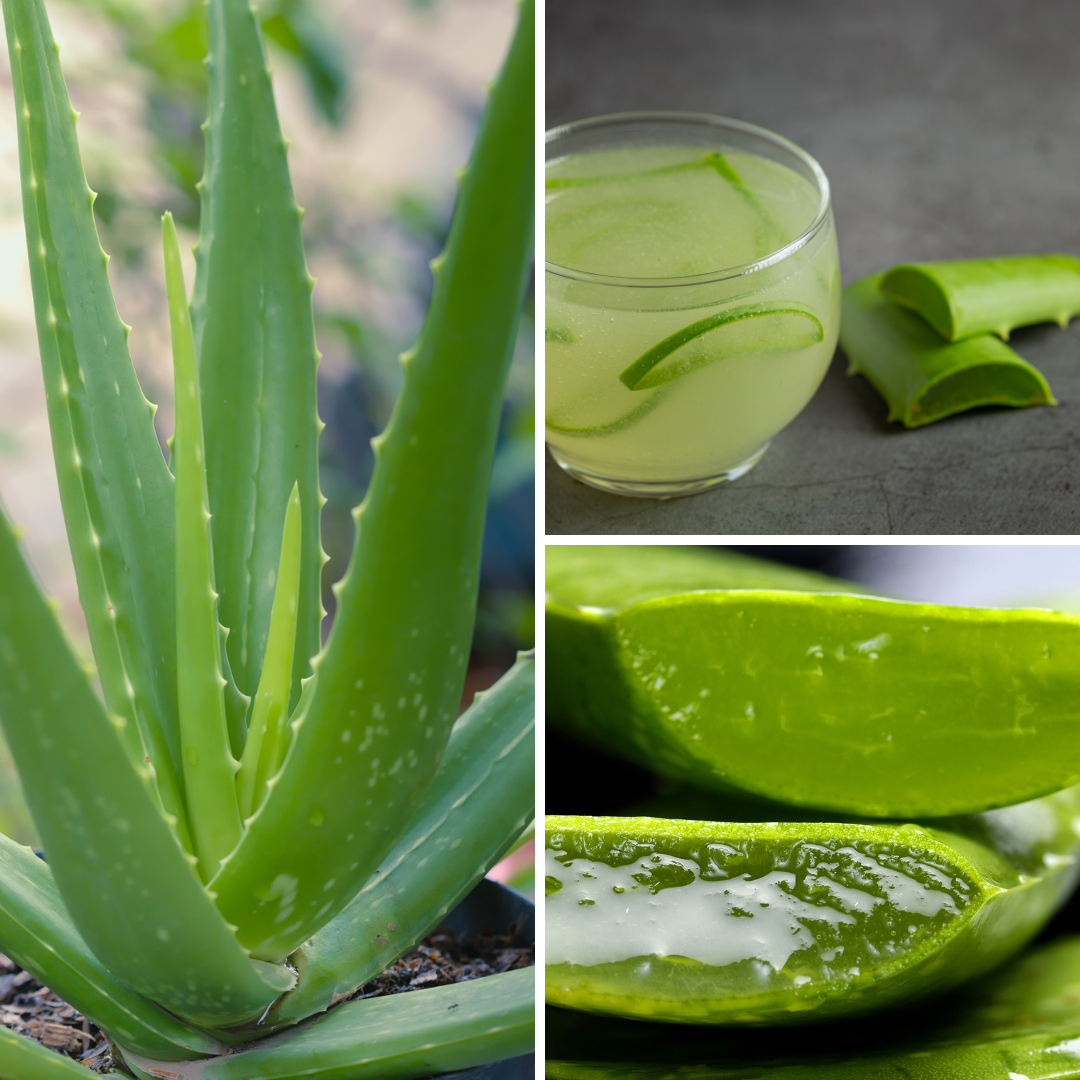 Aloe: il Superfood dell’immortalità