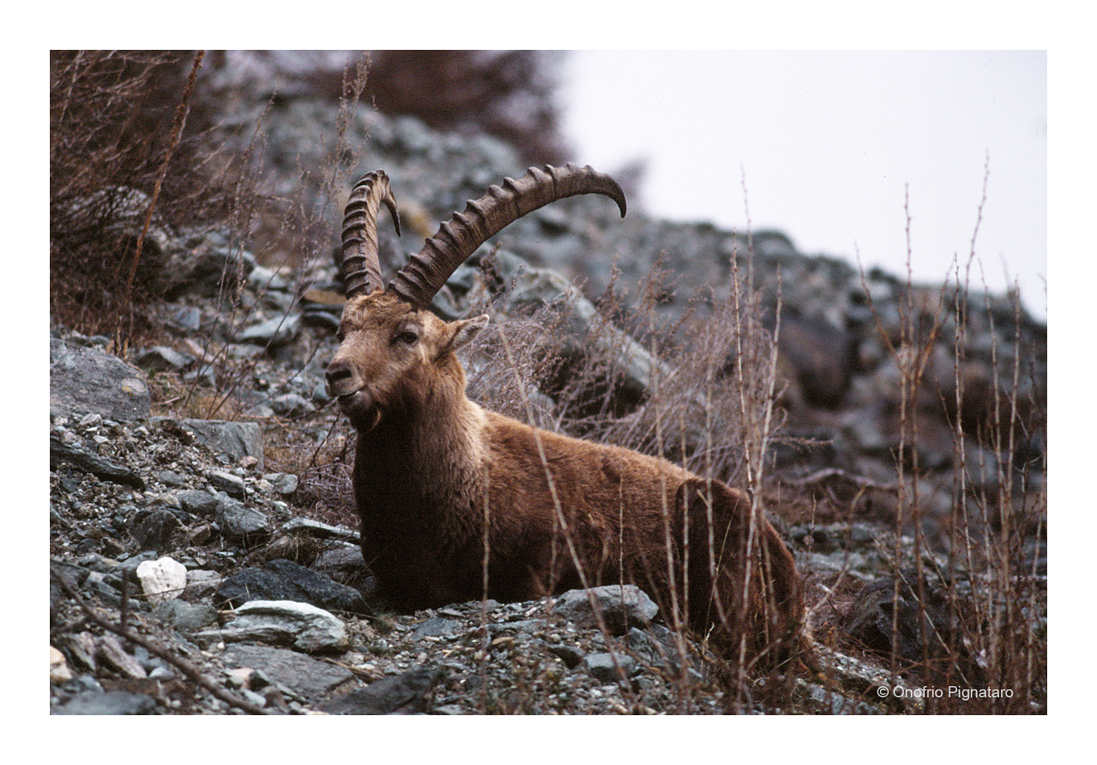 Stambecco - Capra ibex - Cogne - Val D'Aosta