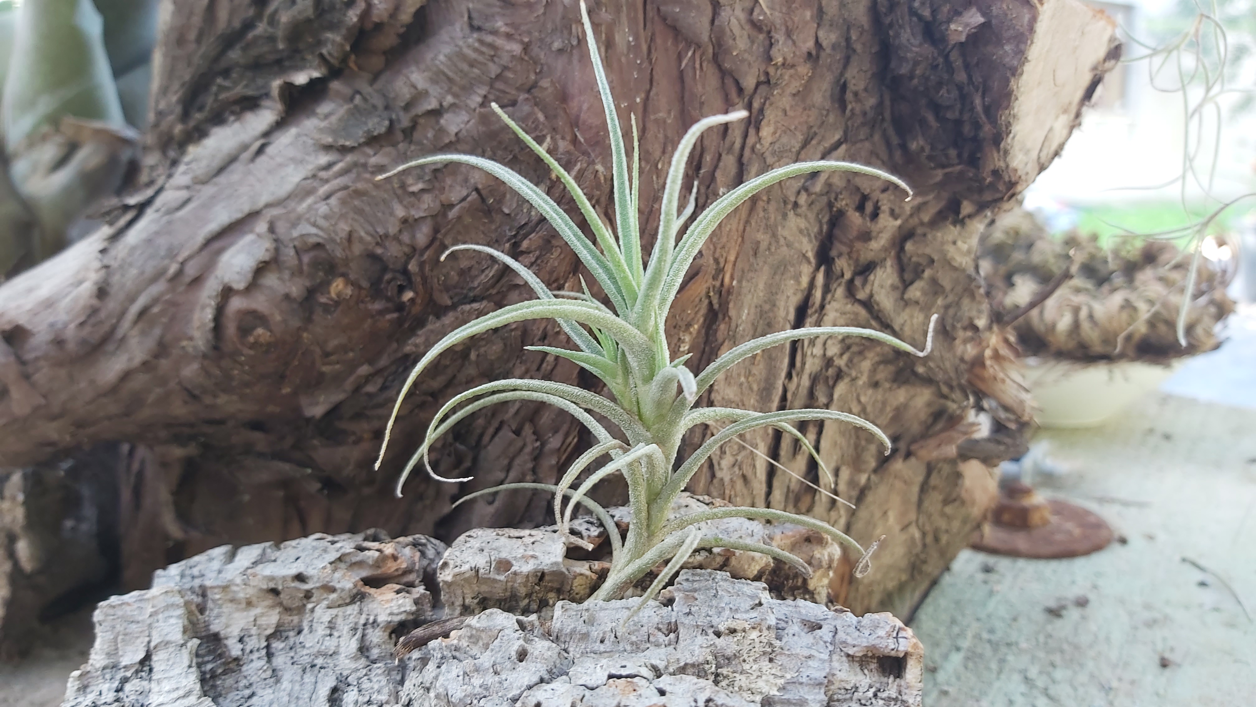 Tillandsia marconae