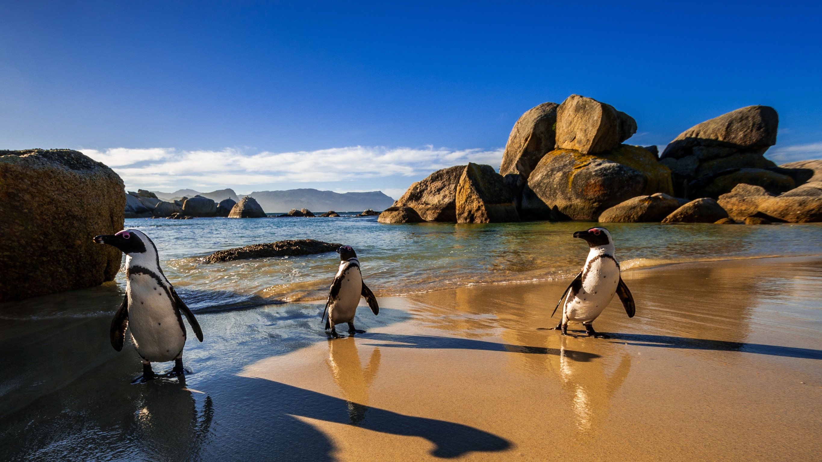 I pinguini  di Cape Town, Simon's bay 2016