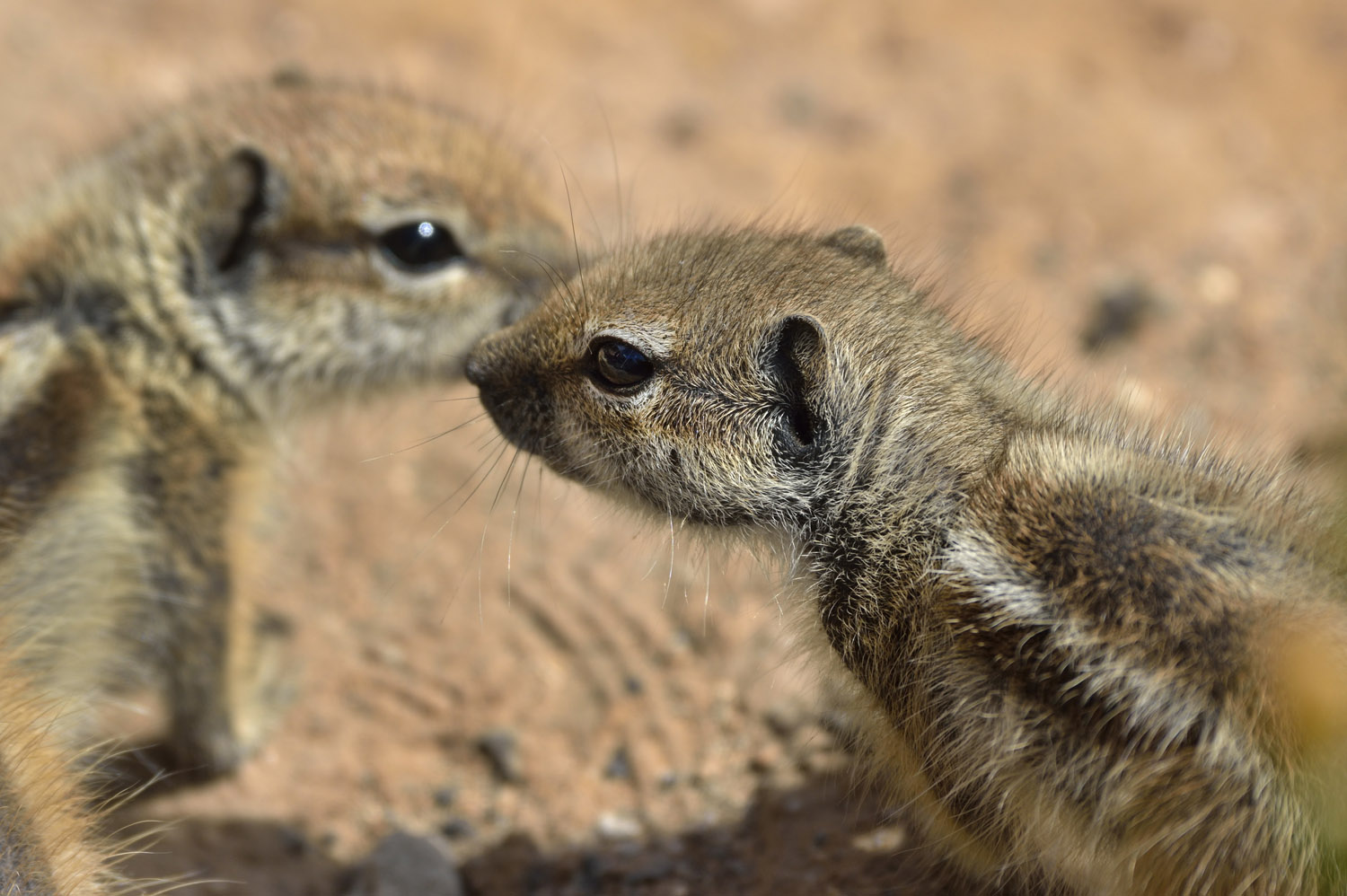 Barbary Ground Squirrels, Fuerteventura