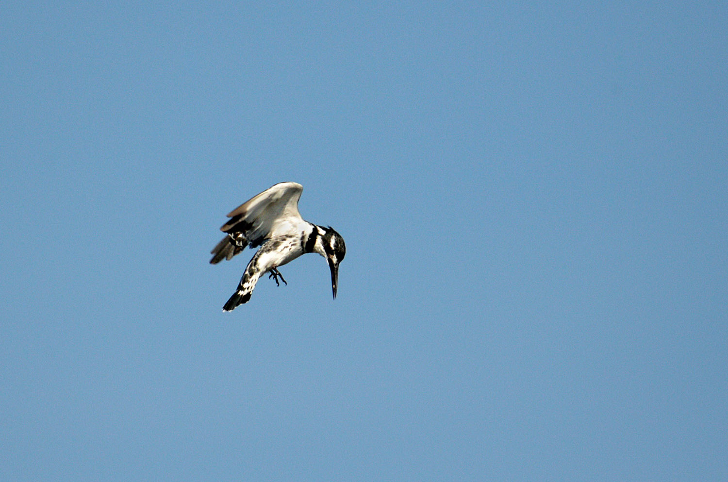 Pied Kingfisher, lago Tana, lake Tana