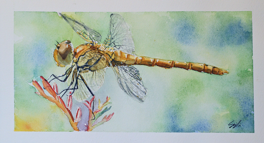 A detailed waterpiant of a dragonfly