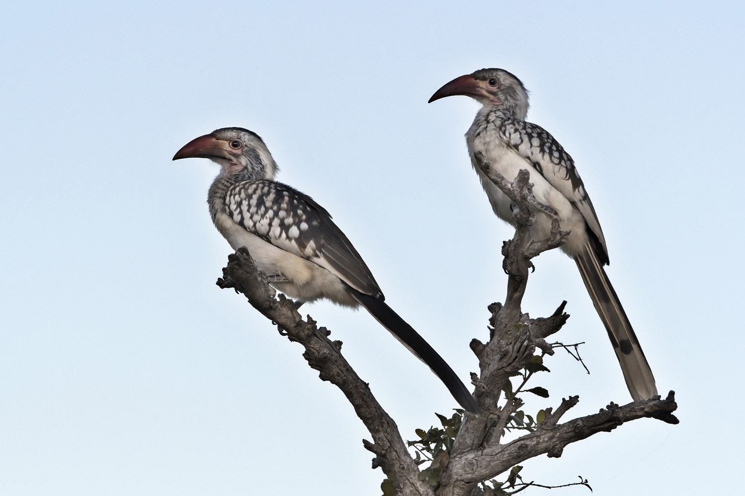 Red-billed Hornbills, Etosha NP