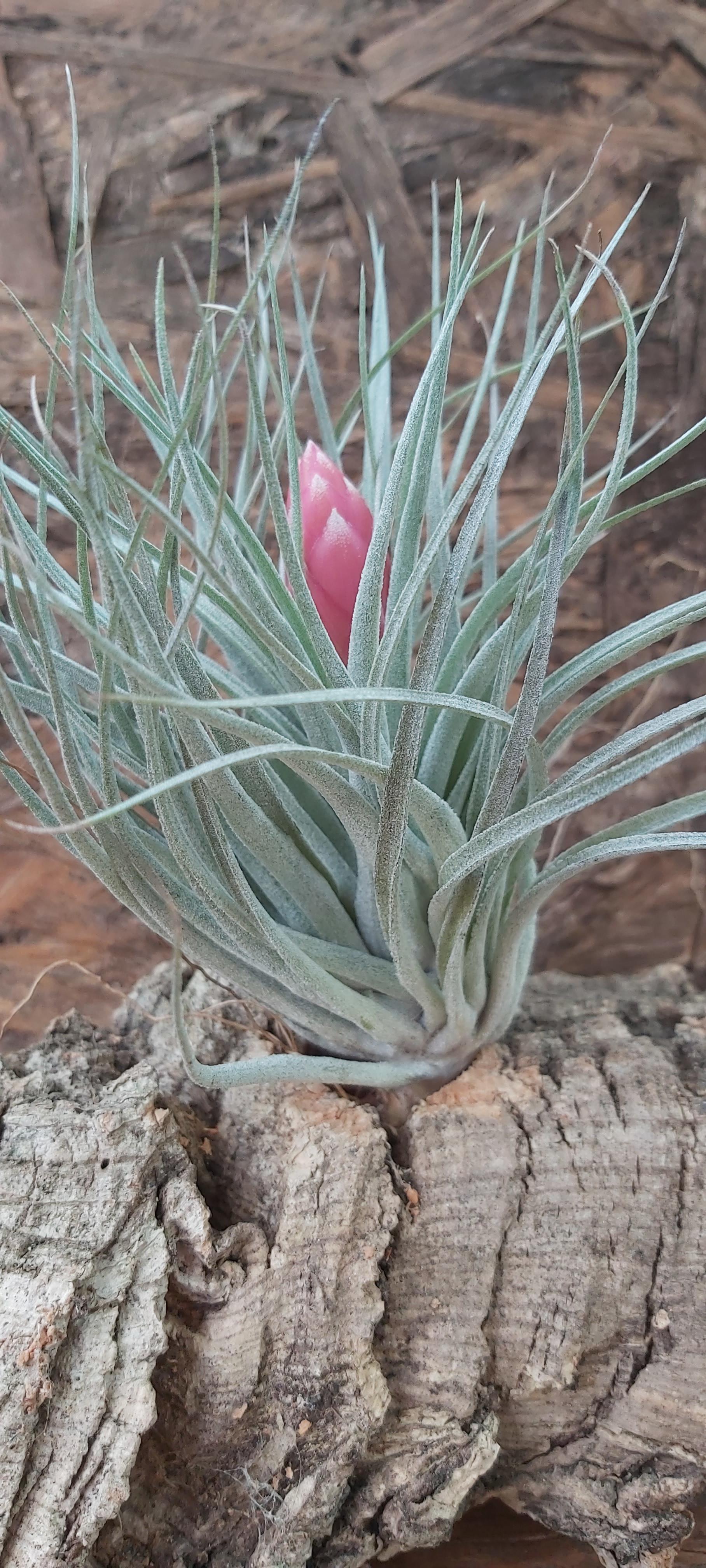 Tillandsia houston cotton candy