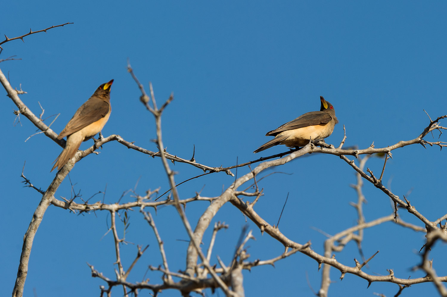 Yellow-billed Oxpeckers, Kruger NP