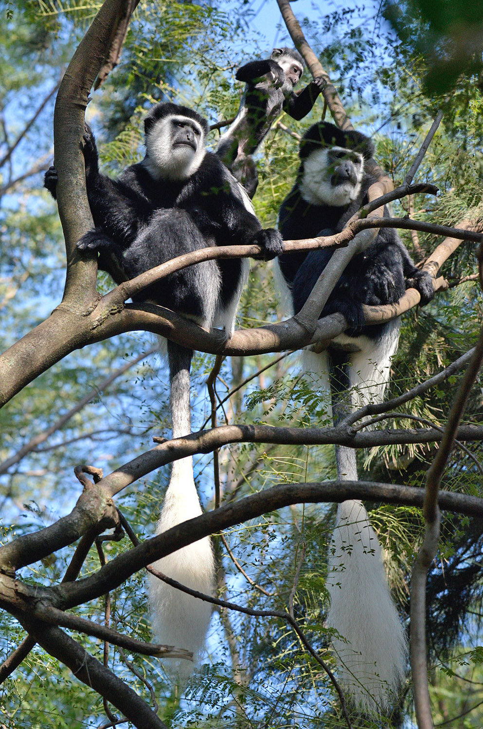 Abyssinian Black-and-white Colobus monkeys with its cub, lago Awasa, lake Awasa