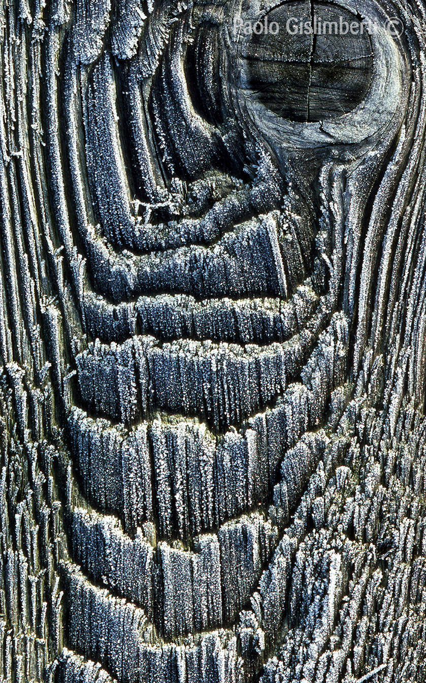 tronco brinato, trunk with frost
