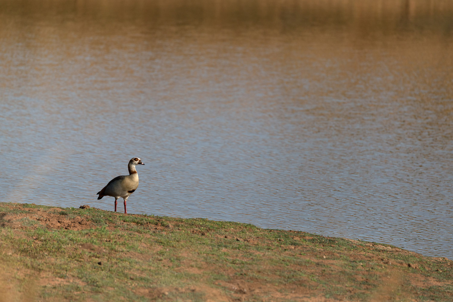 Egyptian Goose, Kruger NP