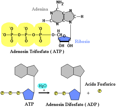 Quali sono alcune funzioni cellulari di base e in che modo i PEMF (campi elettromagnetici pulsati) le facilitano?