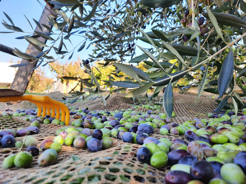 Gli oliveti