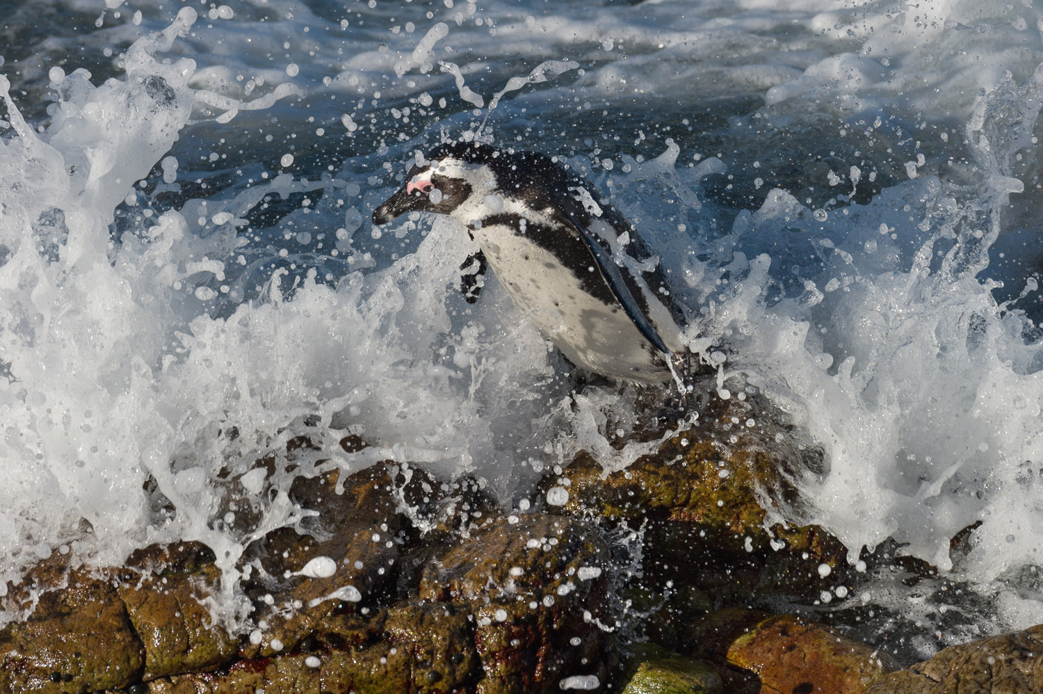 Jackass Penguin, Cape Peninsula