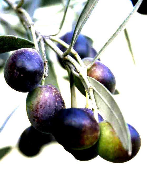 ulivo, varietà carboncella, oliveto teramo