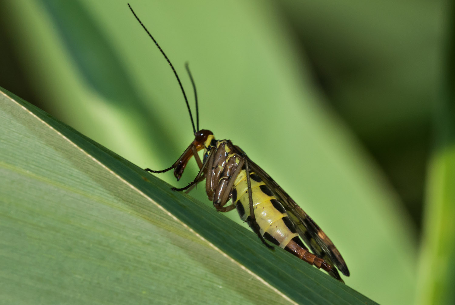 female Scorpionfly