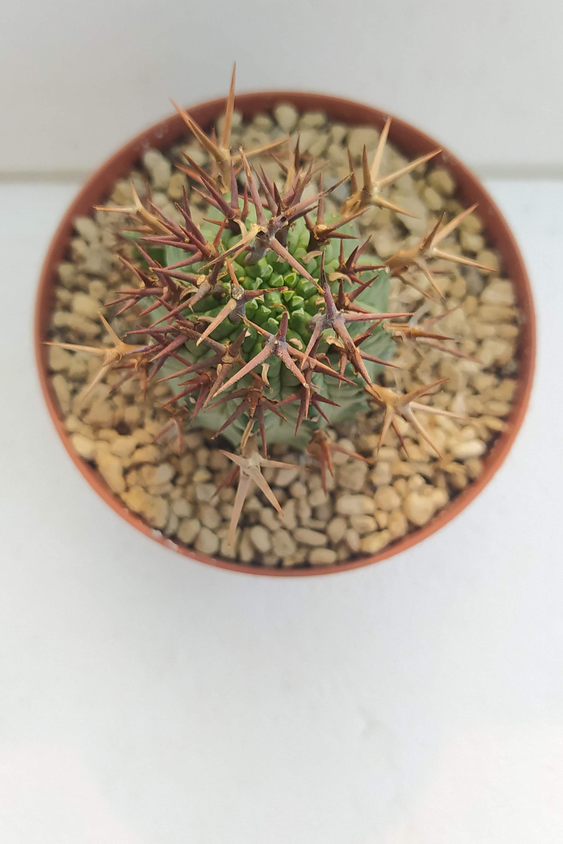 Euphorbia Stellispina
