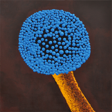 Aspergillus by Microscope