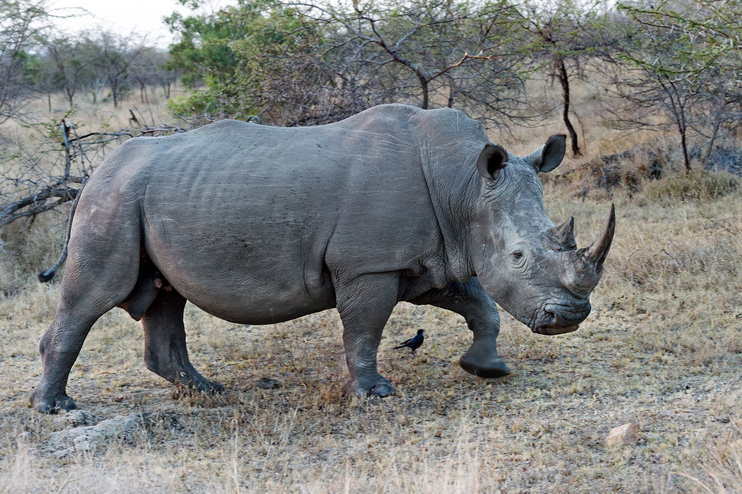White Rhino, Kruger NP