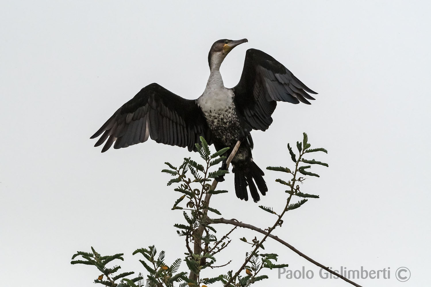 Long-tailed Cormorants, lago Zway, lake Zway