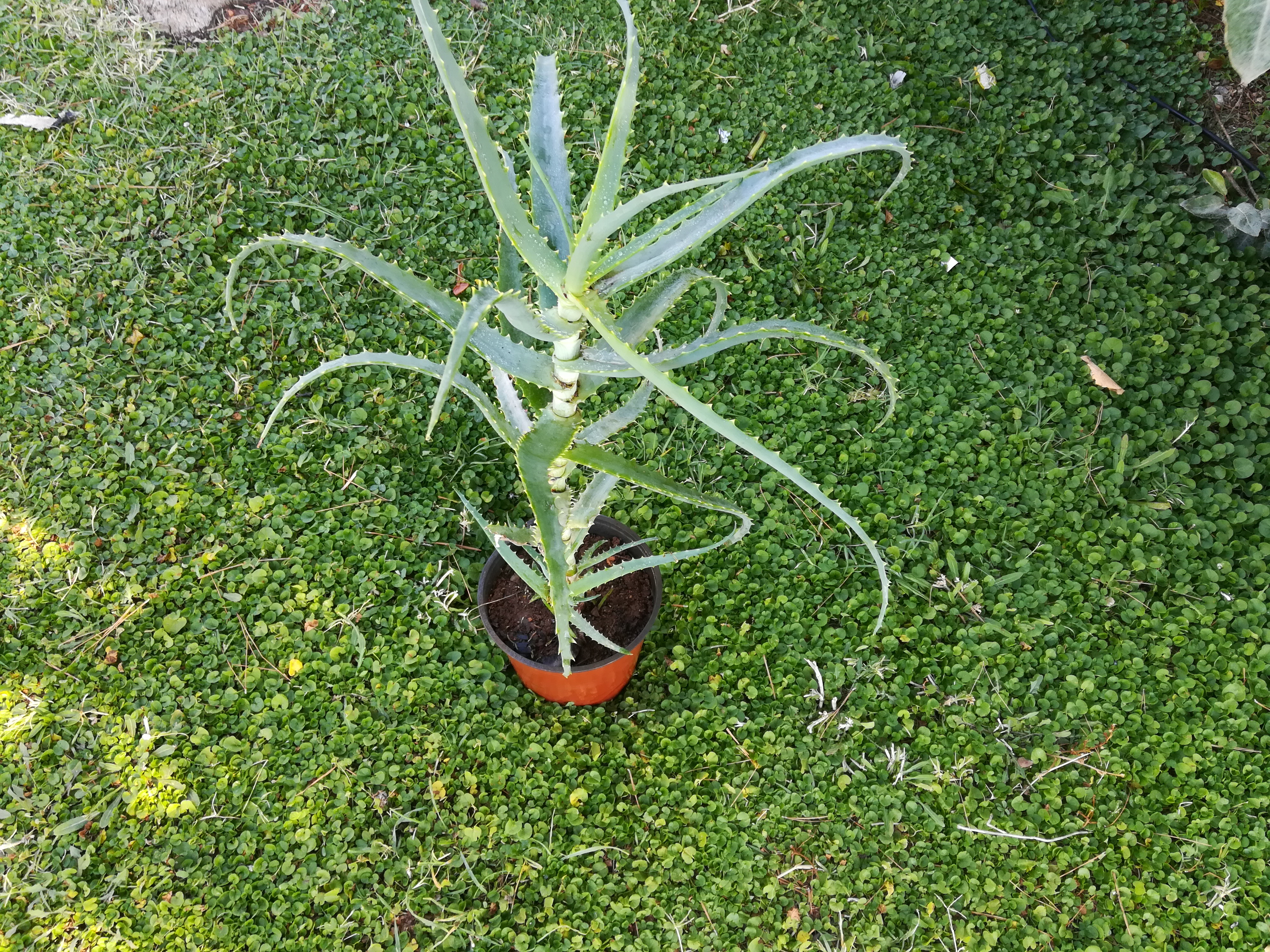 Pianta di Aloe arborescens