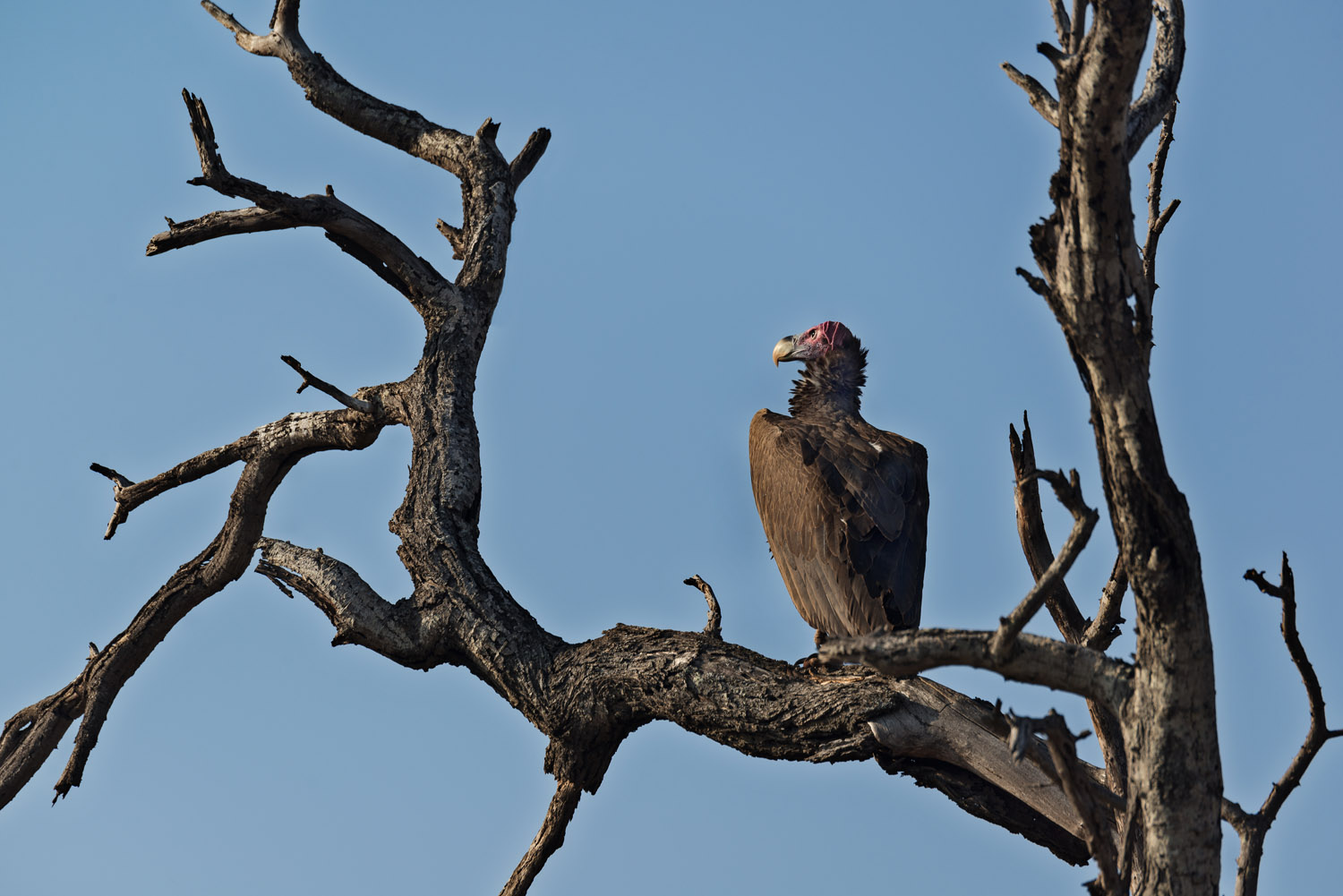 Lappet-faced Vulture, PN Kruger, Kruger NP