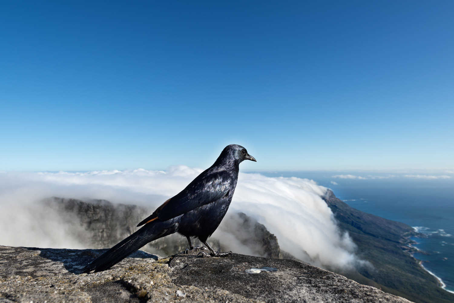 Red-winged Starling, Table Mountain, Cape Town