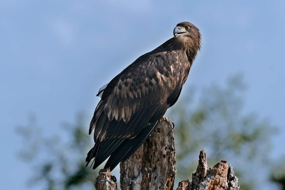 White-tailed Eagle juv.