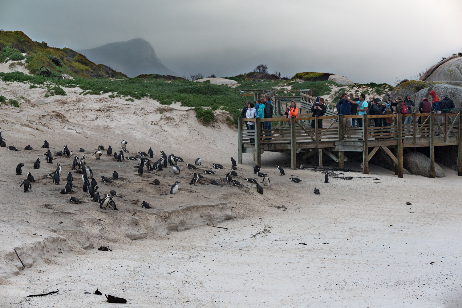 Turists watching a group of Jackass Penguins, Boulders Beach