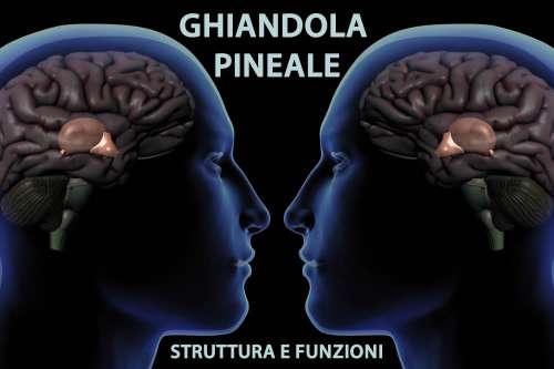 ghiandola-pineale_mjpg