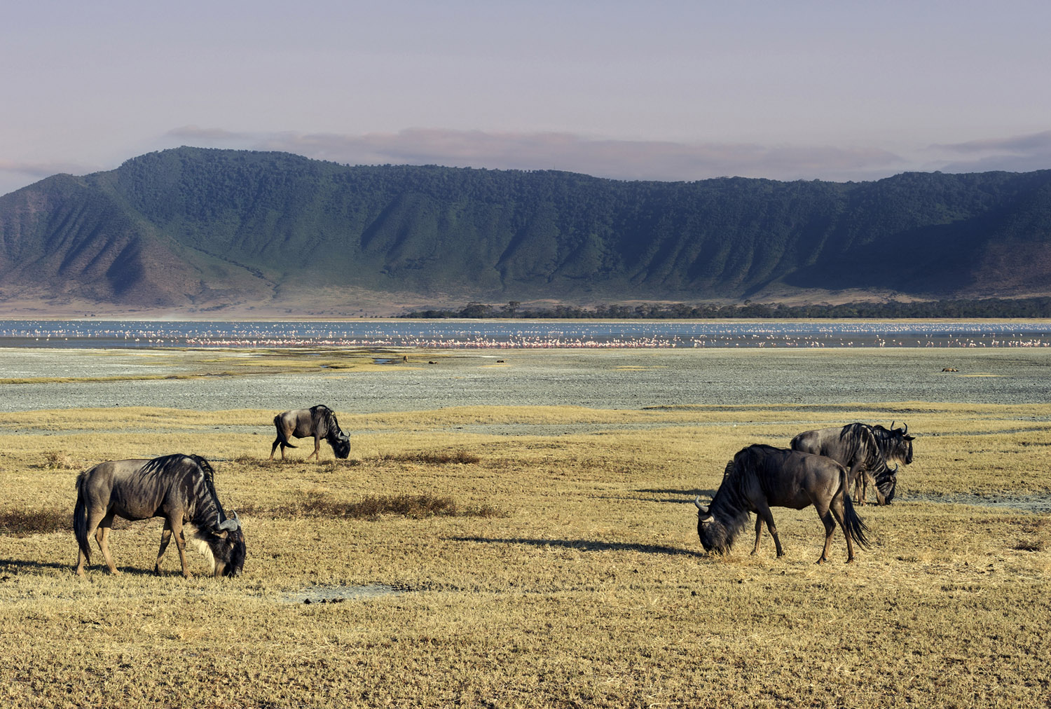 parco nazionale di Ngorongoro, Ngorongoro NP