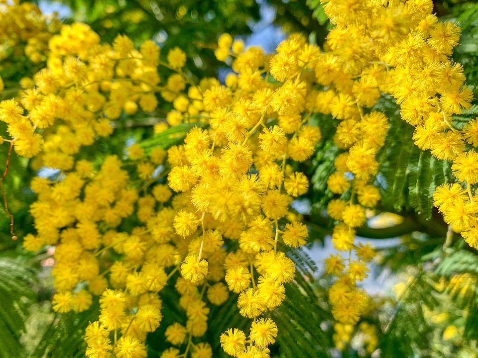 mimosa-4876706_960_720jpg